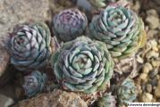 Echeveria derenbergii - paket sadrži 20 semenki