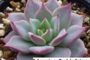 Echeveria sp Real de Catorce - paket sadrži 20 semenki