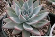 Echeveria colorata Tapalpa - paket sadrzi 20 semenki