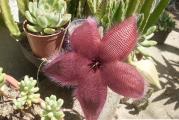 Stapelia grandiflora - paket sadrzi 5 semenki