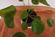 Pilea peperomioides ili drugačije poznata kao pilea kineski dolar jedna je od najvoljenijih sobnih biljaka.

Prema starim verovanjima,  pilea kineski dolar donosi materijalno blagostanje i finansijsku stabilnost domu u kom se nađe.

Ova sobna biljka smatra se feng šui cvećem. To znači da će pročistiti vaš dom od negativne energije ukoliko je postavite na idealnom mestu u kući.

Saksijska biljka pilea je zapravo veoma izdržljiva i otporna sobna biljka.

Iako možda izgleda nežno, krhko i komplikovano za održavanje, pileu je u stvarnosti sasvim jednostavno gajiti i negovati.

Zalivanje ove biljke se u toplim mesecima obavlja što češće, dok se zimi postepeno smanjuje.

Posebno bi trebalo pripaziti na to da zemlja između dva zalivanja bude pretežno suva. Previše zalivanja može dovesti do sušenja korena biljke. Zato je najbolje pileu čuvati u saksijama sa rupicama na dnu.

Ukoliko listovi počnu da se krive, savijaju ili opadaju to je znak da je vašoj biljci potrebno više vode.

Kupujete biljku sa slika. Saksija je fi 13 cm.  Visina biljke oko 30 cm.


