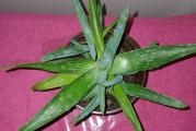 Ova aloe vera je jedna od tri najlekovitijih.

 

Kupujete biljku sa slika, saksija je fi 13 cm. Visina skoro 25 cm.



Kupujete biljku sa slika 2,3 i 4.

U saksiji fi 13, visina oko 50 cm.