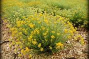 Smilje je, uz bosiljak, jedna od omiljenih lekovitih i mirisnih biljaka u našem narodu.
Smilje (Helichrysum italicum i Helichrisum arenarium) obožava sunce. Raste širom mediteranske obale. Voli suva podneblja, kamenjar, peskovitu zemlju sa dobrom drenažom. Biljka ima sivkaste sitne listiće i zlatnožute cvetove predivnog, neobičnog, intenzivnog mirisa koji potiče od skupocenog esencijalnog ulja.

Kupujete biljku u saksiji fi 13 cm. Slika 2 i 3.

