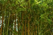 Mnogi baštovani su uvideli prednosti bambusa, jer je on svestran i bogat dodatak za svaki vrt. Rast bambusa je brz i gust i zbog toga može brzo začiniti vašu baštu.

Jednom nedeljno ga zalivajte i ako je moguće pružite mu hlad za prve dve nedelje nakon sadnje. Bambus raste najbolje, ako dobije dosta vode nedeljno, bilo od padavina ili ručnog zalivanja. Voda pušta duboko korenje, koji će pomoći u zaštiti od suše.

Uživajte u tropskom i azijskom duhu vašeg vrta.

KUPUJETE biljku visine preko 1,0 m. Slika 3 i 4.
