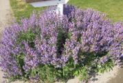 Žalfija (Salvia officinalis) je mediteranska biljka izrazitog mirisa i specifičnog gorkog ukusa koja se već stotinama godina koristi u tradicionalnoj medicini kao prirodni antiseptik, antibiotik i anitimikotik.

 

Kupujete biljku u saksiji fi 13 cm. Slika 3 od prosle godine a slika 4 sada- orezana je na jesen.