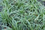 Carex trava morrowii je ukrasna trava  koja raste do visine 30-40 cm. Voli polusenku i senku.

Kupujete biljku sa slika 2, 3 i 4. Saksija je 9x9 cm ili fi 11 cm.

