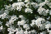 Zimzelena perena aklimatizovana na naše prostore, lako izdržava od -15 do -20 C.
Cvasti su bele boje, javljaju se mart-maj.  Visina biljke zna da bude i do 30 cm dok u širini nema ograničenja.
Biljci pogoduju sunčane pozicije, a zalivanje umereno, u zavisnosti od vremenskih uslova.
Posle precvetavanja je pozeljno otkloniti cvetne drške zbog brojnijeg cveta u sledećem vegetacionom periodu.

Kupujete biljku sa slika 2 i 3, saksija fi 11 cm.