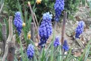 Veoma simpatična vrsta lukovičastog cveća.Već početkom septembra treba početi sa sadnjom jer u jesen  počinje da niče iz zemlje.Tad se pojavljuju dugi cevasti listići koji prezimljavaju.Cveta u proleće.Cvet je grozdast,veoma mirisan,plave boje.Mnogi ga zovu i sitni zumbul.
U ponudi su 20 lukovica raznih veličina +gratis bebe lukovice. Uvek biram najkrupnije. Najmanji iznos za jednu porudžbinu i slanje je 500 din. 