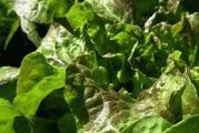 Bronzana minjoneta roza zelena salata domaće seme bio eko
Rozikasta zelena salata ukusa sličnog zelenoj salati. Lako se gaji u rano proleće ili u kasnu jesen. Ne glaviči se već se beru donji listovi sve dok ne procveta. Sama baca seme pa je možete uvek imati u bašti. 
Sva semena su odgajana u našoj bašti, po principima permakulture, biodinamike i regenerativne poljoprivrede. Zemljište je đubreno samo prirodnim organskim đubrivima i kompostom. Bez trunke hemije ga gajimo godinama. Raslo je potpuno prirodno i što je najvažnije sa puno ljubavi.
Semena su od prošle sezone, pa je klijavost odlična.
Za svaku potrošenu hiljadu dobijate kesicu semena po izboru!
Za porudžbine manje od 350 dinara, kupac snosi trošak provizije sajta u iznosu od 50 dinara.
Biologika

