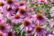 Echinacea purpurea
Osim što deluje dekorativno, ova biljka ima velike isceliteljske moći. Bitno je naglasiti da je ovo širokolisna ehinacea. Najviše se koristi njen koren, mada su i drugi delovi biljke lekoviti. Višegodišnja je i stalno će se širiti. 
Sva semena su odgajana u našoj bašti, po principima permakulture, biodinamike i regenerativne poljoprivrede. Zemljište je đubreno samo prirodnim organskim đubrivima i kompostom. Bez trunke hemije ga gajimo godinama. Raslo je potpuno prirodno i što je najvažnije sa puno ljubavi.
Semena su od prošle sezone, pa je klijavost odlična.
Za svaku potrošenu hiljadu dobijate kesicu semena po izboru!
Za porudžbine manje od 350 dinara, kupac snosi trošak provizije sajta u iznosu od 50 dinara.
Biologika
