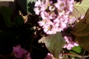 Bergenija je zimzelena biljka koja cveta u rano prolece.Vise joj prija senka od osuncanog terena. Moze da naraste do 40cm, ali se najvise siri po tlu pa se moze koristiti i kao pokrivac tla.