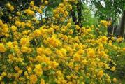 Kerija je listopadna, grmolika biljka  koja može da naraste u visinu i širinu od 1,5.-2 metara. Ima atraktivne žute cvetove, koji cvetaju od marta do maja meseca. Otporna je na mrazeve i uspeva i na suncu,  kao i u polusenci i senci. Može se  koristiti  za formiranje žive ograde ili kao pojedinačni grm. 