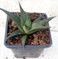 Haworthia limifolia