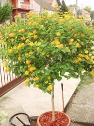 Lantana camara