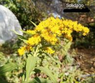 Solidago - Zlatica