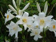 Lilium Candidum-beli krin