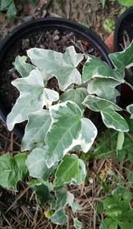 Hedera Helix-Glacier