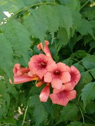 Campsis Radicans-Tekoma