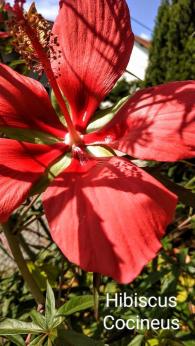 Hibiscus cocineus