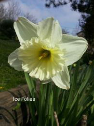 Narcissus Ice Folies-sniženje