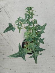 Hedera helix mix