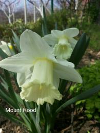 Narcissus Mount Hood-sniženje