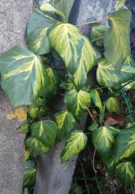 Hedera colchica Sulphur Heart