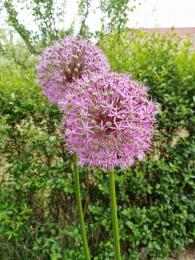 Allium 