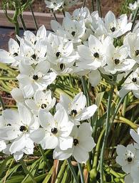 Ornithogalum arabicum-vitlejemska zvezda