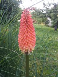 Kniphofia uvaria-tritoma