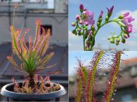 Biljka mesožderka - Drosera capensis