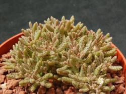 Kaktusi: Crassula humbertii 