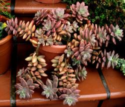 Kaktusi: Graptosedum Bronze