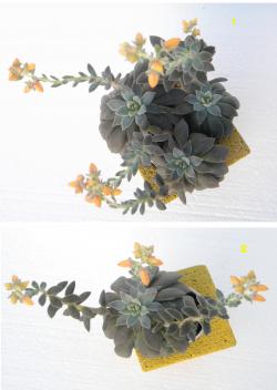 Kaktusi: sukulent Echeveria carnicolor