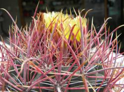 Kaktusi: Ferocactus viridescens