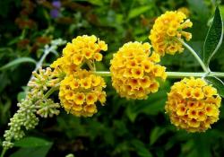 Sadnice - žbunaste vrste: Letnji jorgovan - Buddleja `Golden Glow` 1 god.