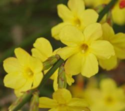 Sadnice - žbunaste vrste: Zuti - Zimski jasmin - Jasminum nudiflorum 1 god.