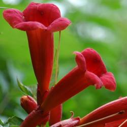 Sadnice - puzavice: Tekoma - Campsis radicans Flamenco 1.god