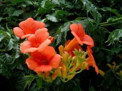 Sadnice - puzavice: Tekoma - Campsis radicans 2 god.