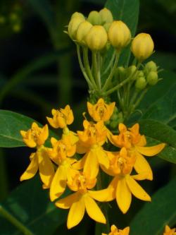 Sadnice - žbunaste vrste: Asclepias curassavica - žuta