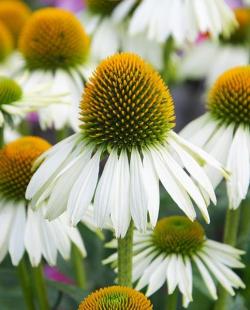 Seme cveća: Ehinacea - Echinacea - White Swan SEME