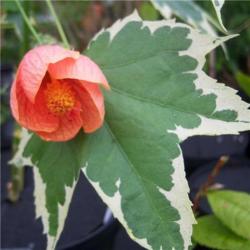 Sadnice - sobne biljke: Abutilon souvenir de bonn