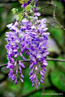 Sadnice - puzavice: Plava kiša - Wisteria sinensis