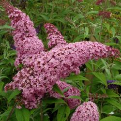 Sadnice - žbunaste vrste: Letnji jorgovan - Buddleja davidii Pink Delight 2 god