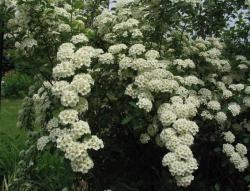 Sadnice - žbunaste vrste: Suručica - Spiraea vanhouttei