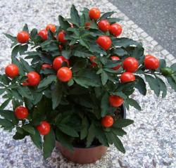 Sadnice - sobne biljke: Jerusalemska trešnja - Solanum pseudocapsicum