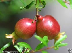 Sadnice - žbunaste vrste: Patuljasti nar - Punica granatum var. nana