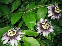 Sadnice - puzavice: Hristov venac - Passiflora edulis