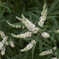 Sadnice - žbunaste vrste: Konopljika, divlji biber (Vitex alba) 2.god