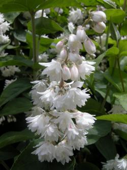 Sadnice - žbunaste vrste: Deutzia scabra 2 god.